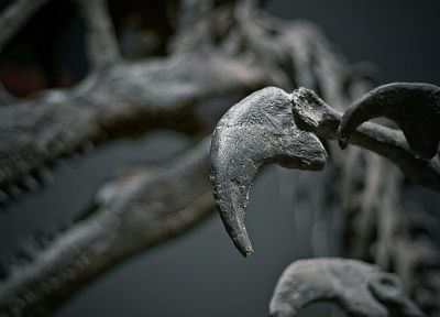 skulls, dinosaurs - desktop wallpaper