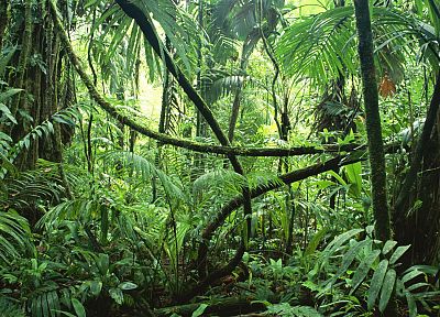 jungle, forests - random desktop wallpaper