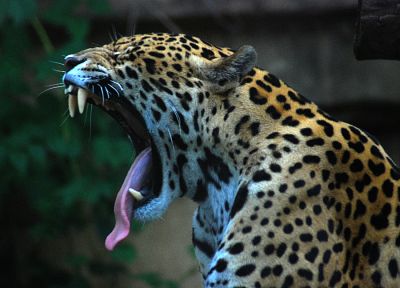 animals, jaguars, yawns - duplicate desktop wallpaper