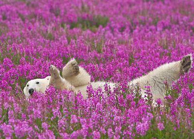 flowers, animals, polar bears, pink flowers - desktop wallpaper