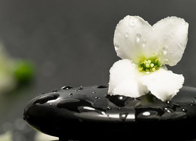 flowers, water drops, white flowers - random desktop wallpaper