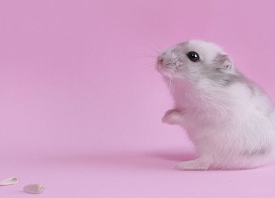hamsters, mice, hamsters dwarf - random desktop wallpaper