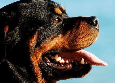 animals, dogs, Rottweiler, blue background - desktop wallpaper