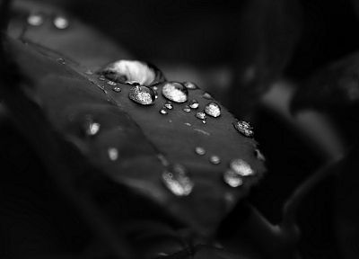 black and white, nature, leaves, water drops - duplicate desktop wallpaper