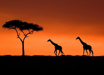 sunset, Acacia, Kenya, giraffes - random desktop wallpaper