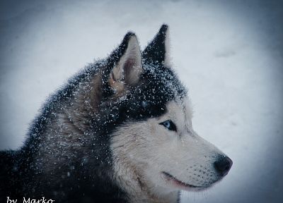winter, Siberian husky, huskies - random desktop wallpaper