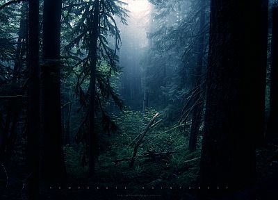 nature, trees, forests - random desktop wallpaper
