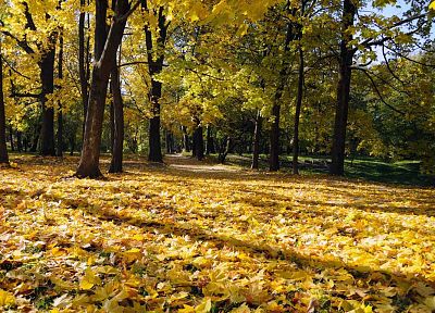 landscapes, nature, trees, autumn, leaves, fallen leaves - duplicate desktop wallpaper