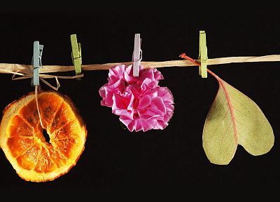 flowers, oranges, slices - desktop wallpaper