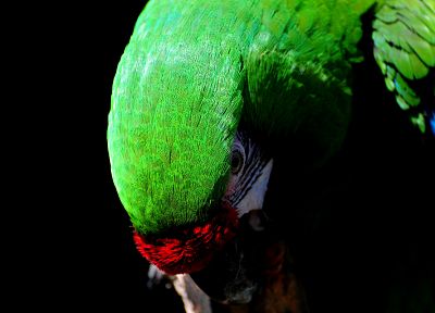 birds, parrots - duplicate desktop wallpaper