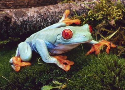 frogs, Red-Eyed Tree Frog, amphibians - related desktop wallpaper