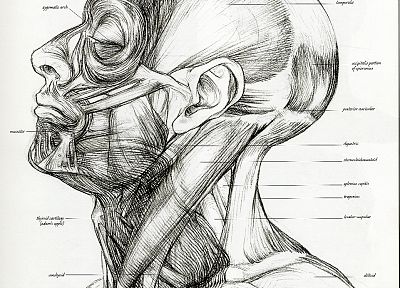 anatomy, sketches, muscles, drawings - random desktop wallpaper