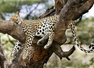 trees, animals, Jaguar - desktop wallpaper