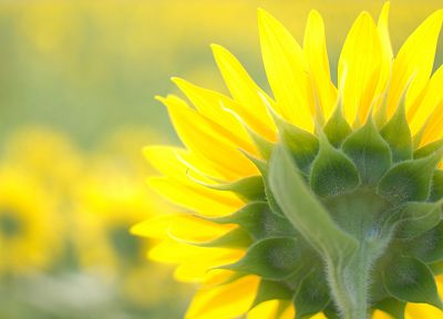 nature, flowers, yellow, sunflowers, yellow flowers - related desktop wallpaper