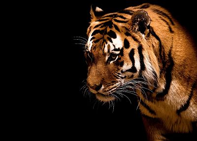 animals, tigers, black background - random desktop wallpaper