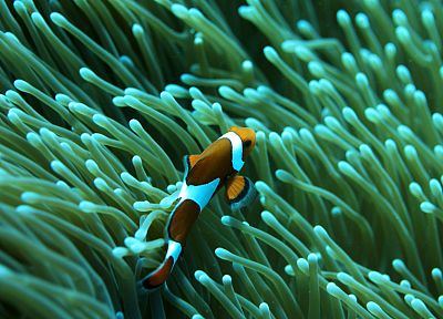 fish, clownfish, underwater, coral reef, Nemo, sea - related desktop wallpaper
