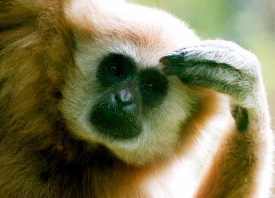 animals, monkeys - desktop wallpaper