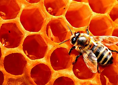 insects, honeycomb, bees - desktop wallpaper