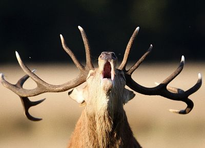 animals, elk, mammals, antlers, yawns - desktop wallpaper