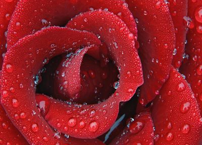 red, water drops, roses - random desktop wallpaper