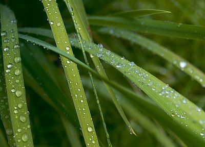 grass, water drops, macro - desktop wallpaper