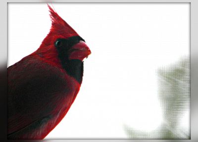 birds, Northern Cardinal - random desktop wallpaper
