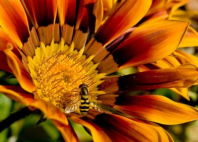 black, dark, flowers, insects, macro, bees - desktop wallpaper