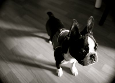 animals, dogs, puppies, grayscale, monochrome, Boston Terrier - desktop wallpaper
