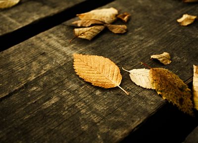 leaves, wood panels, wood floor, fallen leaves - desktop wallpaper