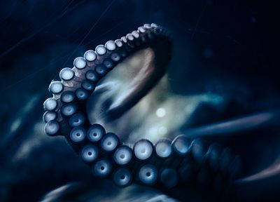 octopuses - duplicate desktop wallpaper