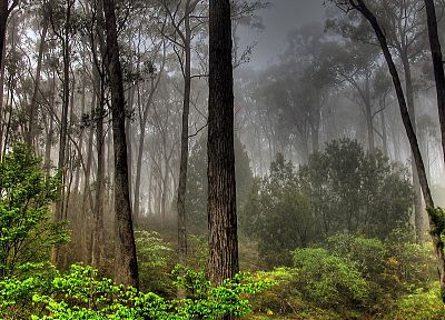 trees, forests, fog - duplicate desktop wallpaper