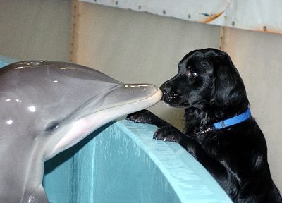 animals, dogs, dolphins - desktop wallpaper