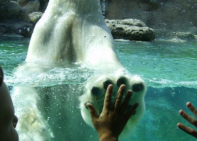 high five, polar bears - duplicate desktop wallpaper