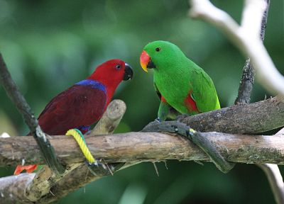 birds, animals, parrots - desktop wallpaper