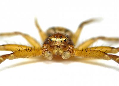 animals, insects, spiders, arachnids - random desktop wallpaper