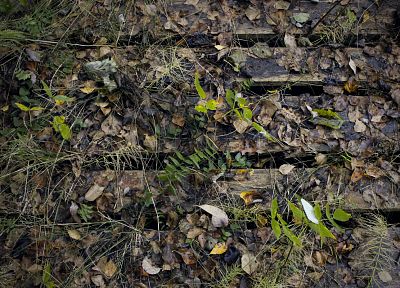 leaves, grass, fallen leaves - duplicate desktop wallpaper