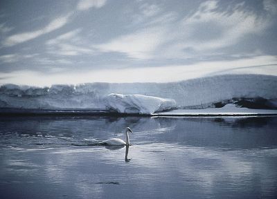 mountains, snow, birds, swans, Wyoming, Yellowstone, rivers - random desktop wallpaper