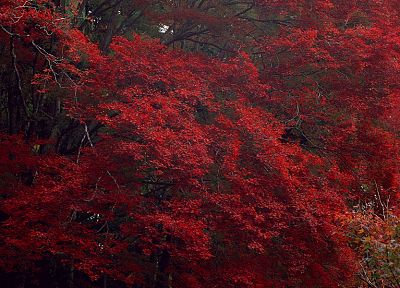 nature, trees, autumn - duplicate desktop wallpaper