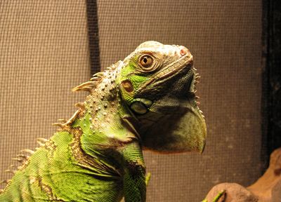 reptiles, iguana - desktop wallpaper
