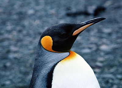 birds, animals, penguins - random desktop wallpaper