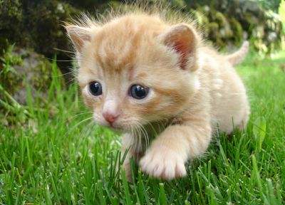 cats, blue eyes, animals, grass, kittens - random desktop wallpaper