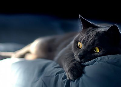 black, cats, animals - duplicate desktop wallpaper