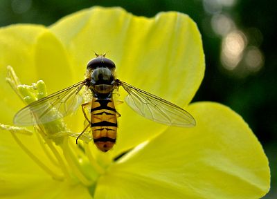 insects, fly, macro, yellow flowers - random desktop wallpaper