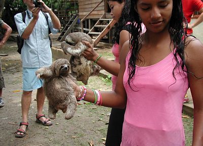 animals, sloth - duplicate desktop wallpaper