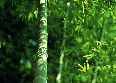 nature, bamboo - duplicate desktop wallpaper