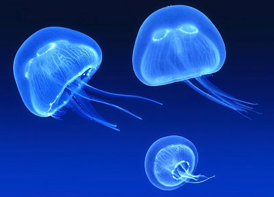 blue, jellyfish, monochrome - desktop wallpaper