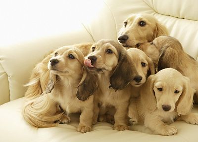 animals, dogs, puppies - random desktop wallpaper