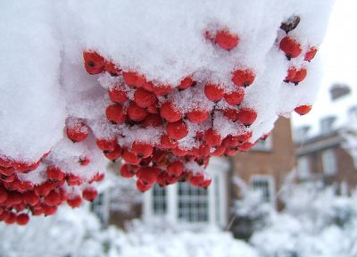 nature, snow, trees, fruits, berries - duplicate desktop wallpaper