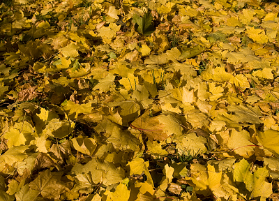 yellow, leaves, fallen leaves - desktop wallpaper