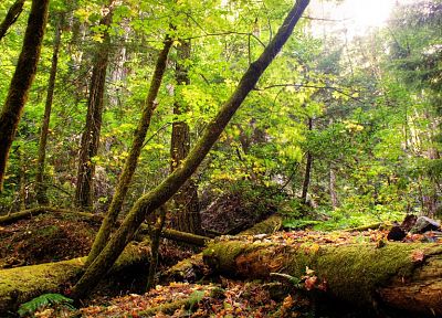 nature, trees, forests, HDR photography - random desktop wallpaper